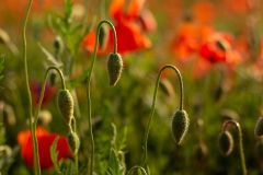 Mohn mal anders