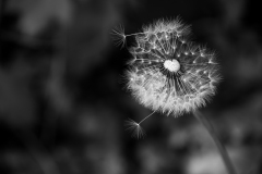 Pusteblume