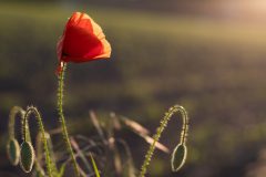 Mohn im Sonnenschein