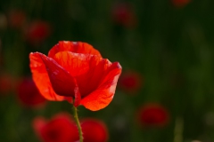 Mohn